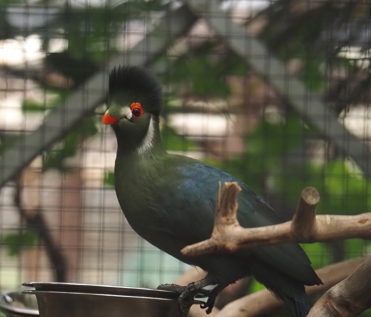 White-cheeked turaco (Menelikornis leucotis leucotis), 2024-09-17