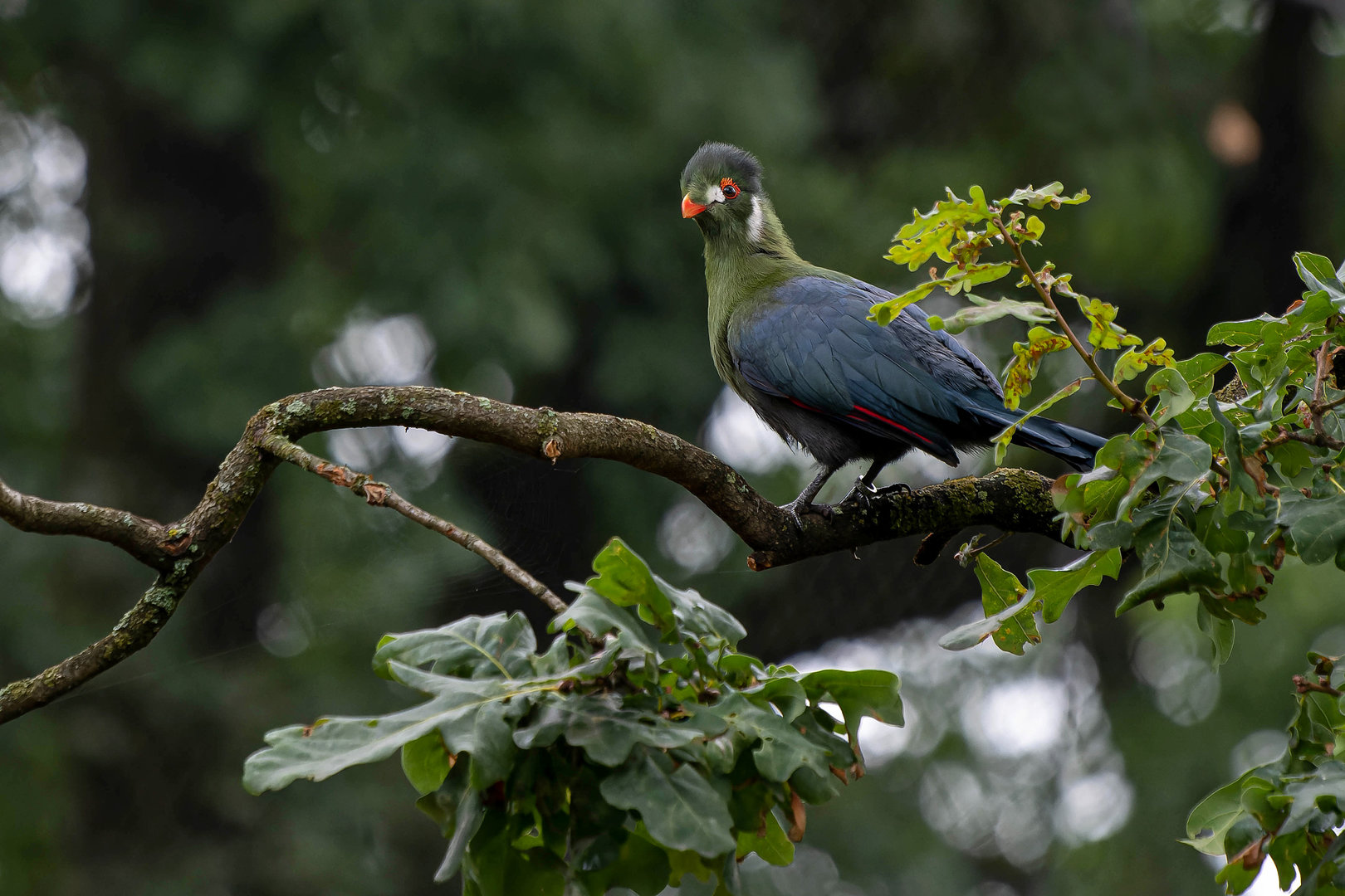 White-cheeked turaco (Menelikornis leucotis leucotis)