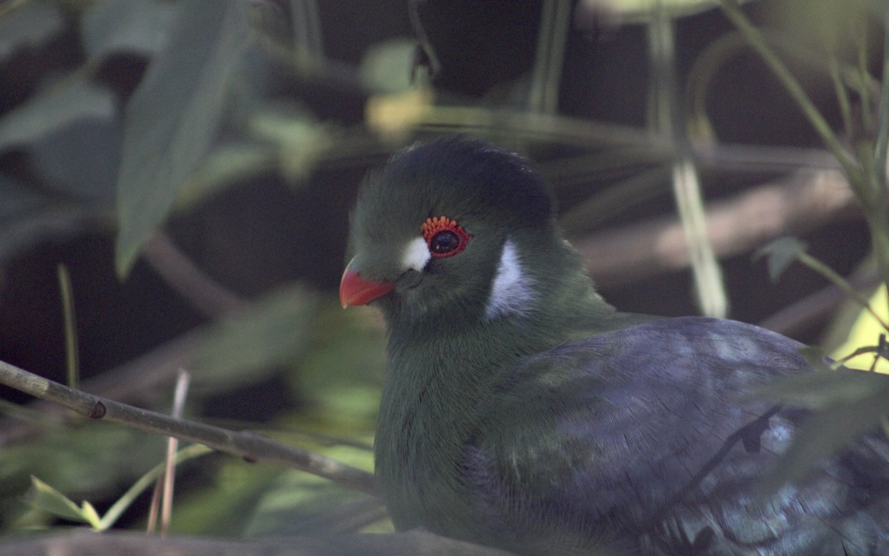 White-Cheeked Turaco (Menelikornis leucotis leucotis)