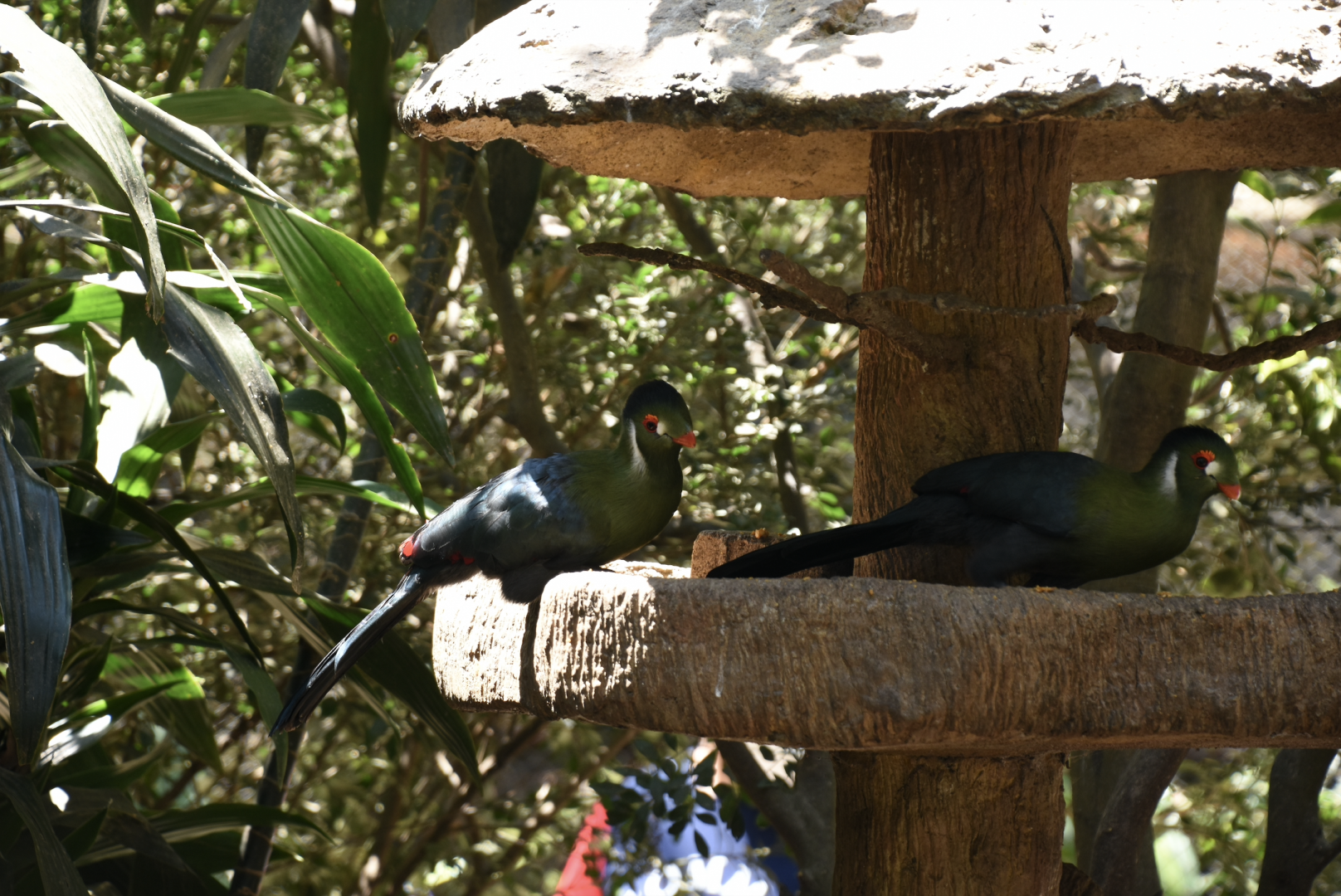 White-cheeked turaco (Menelikornis leucotis)
