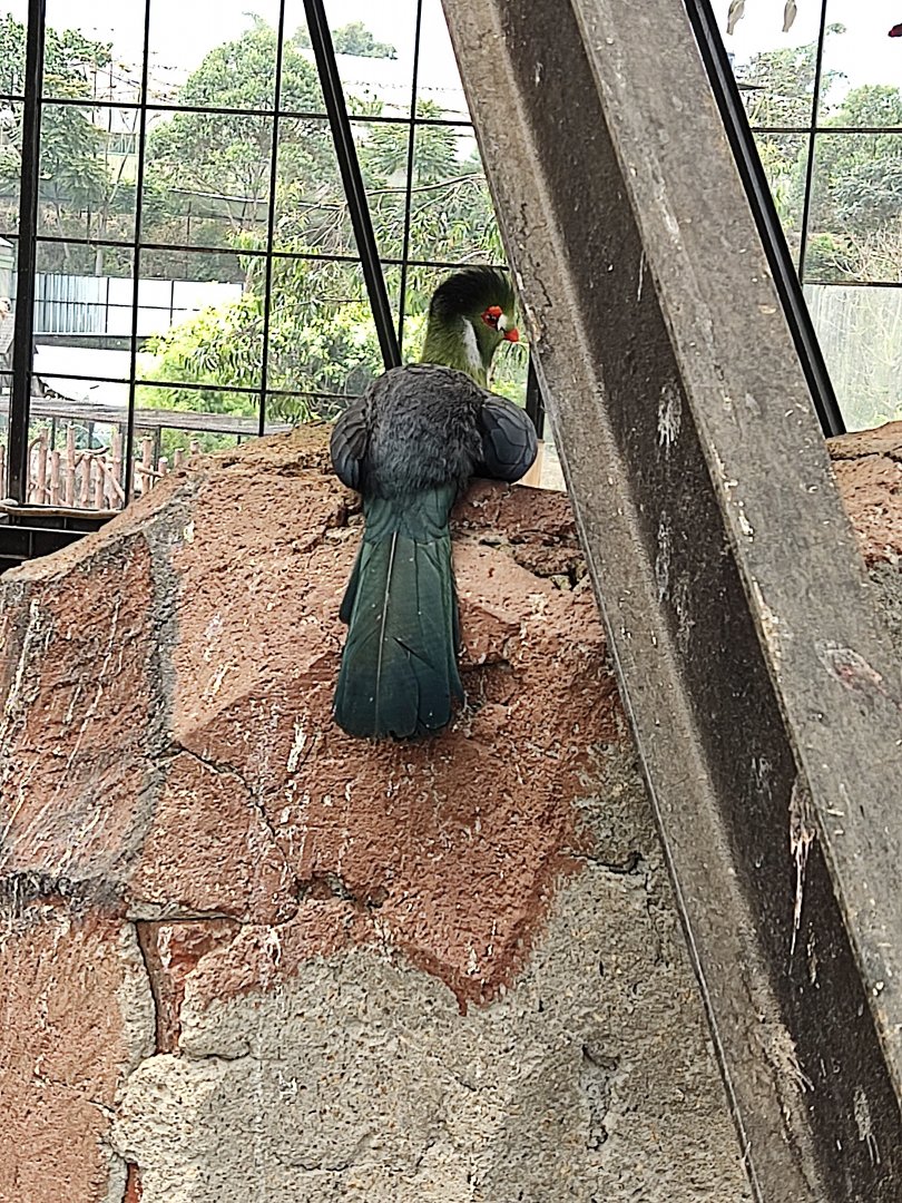 White-cheeked Turaco (Menelikornis leucotis)