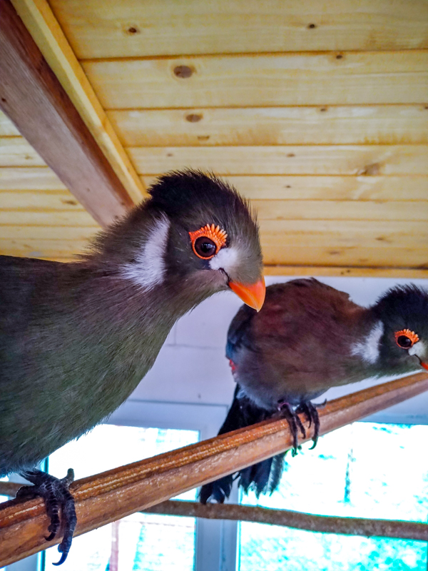 white-cheeked turaco (Menelikornis leucotis)