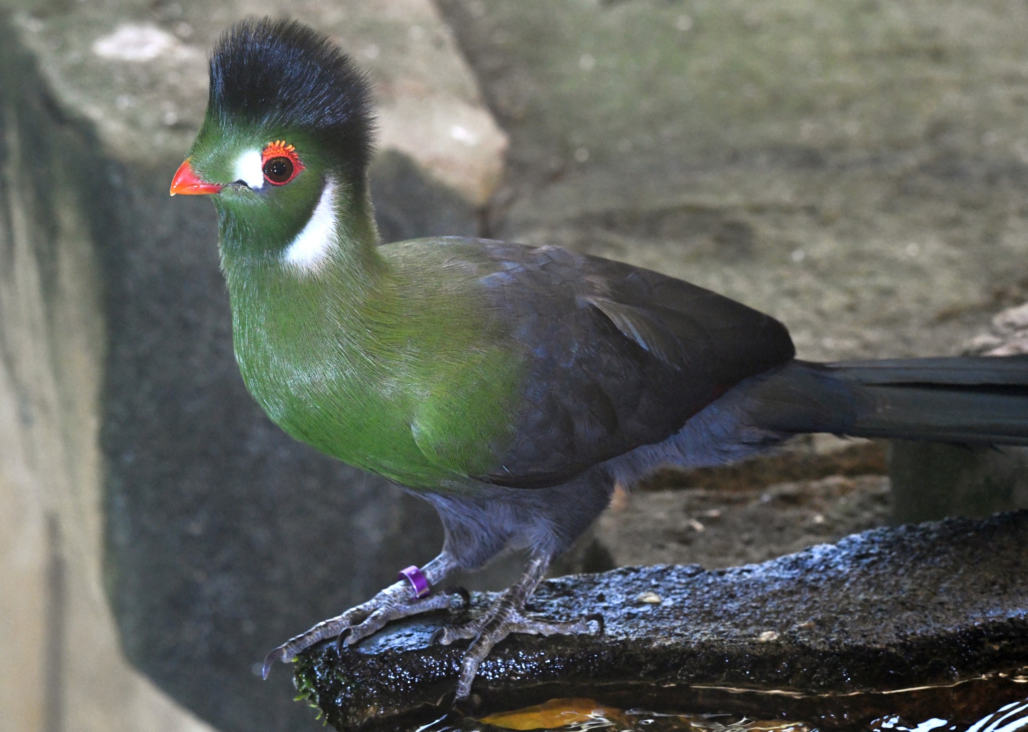 White-cheeked Turaco - Menelikornis leucotis