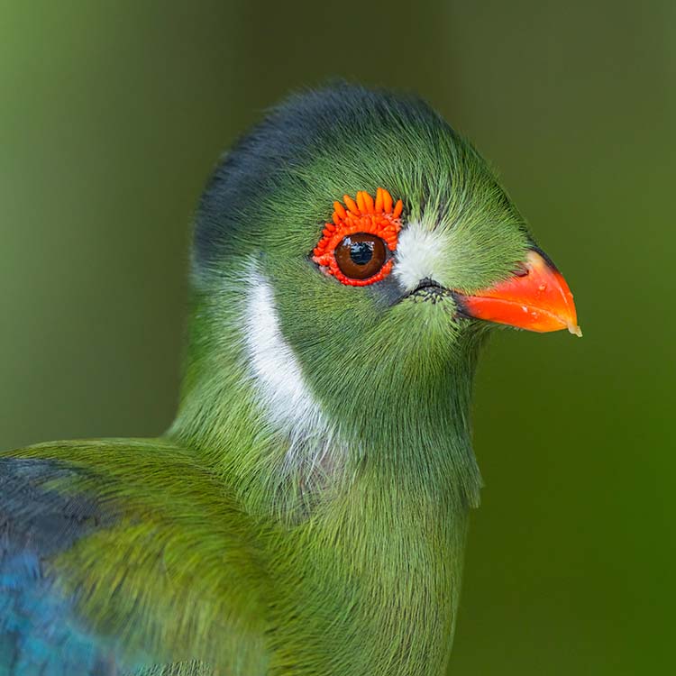 White-Cheeked Turaco (Menelikornis Leucotis)