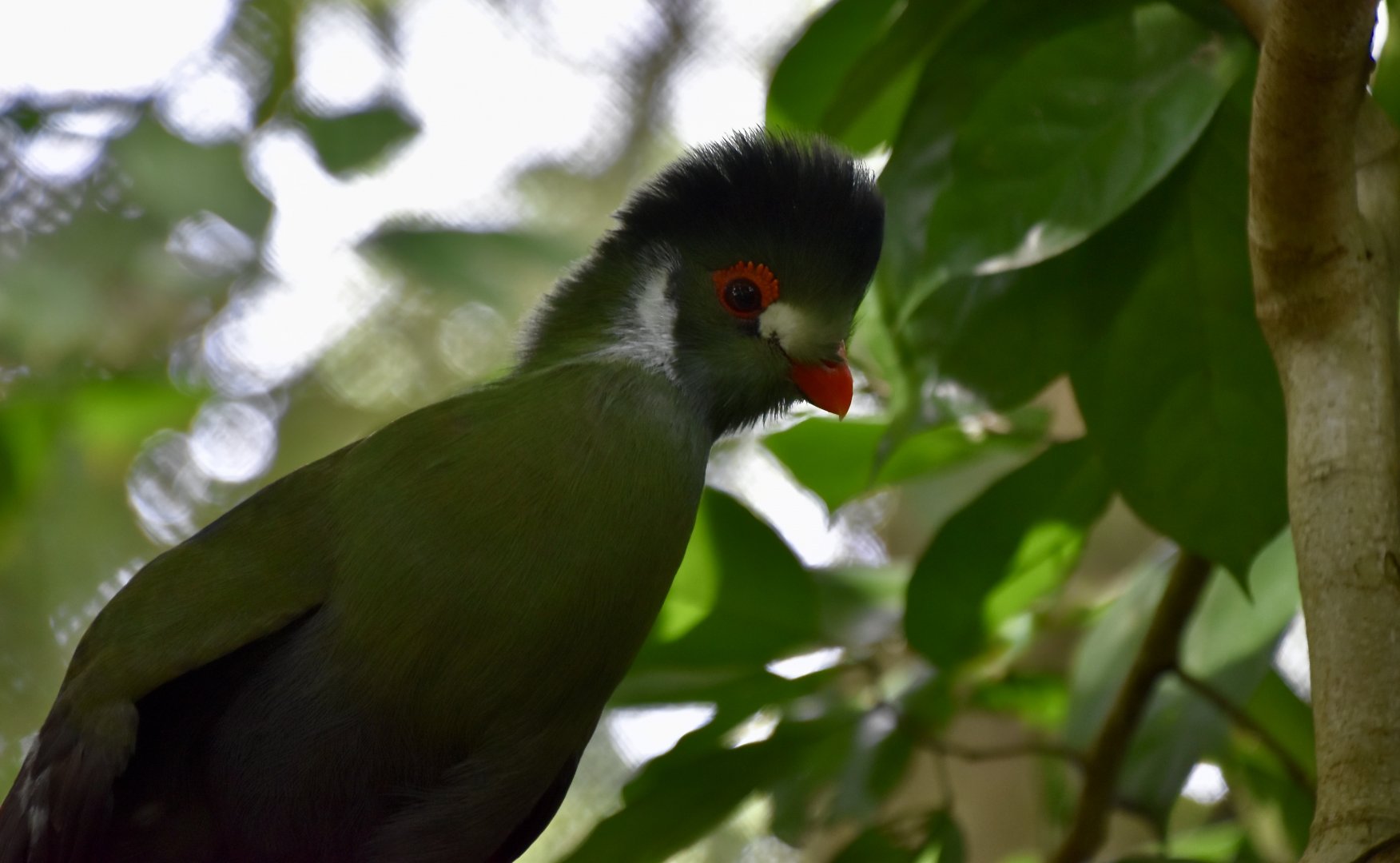 White-Cheeked Turaco (Menelikornis leucotis)