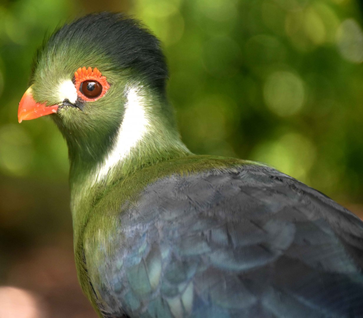 White-cheeked Turaco (Menelikornis leucotis)