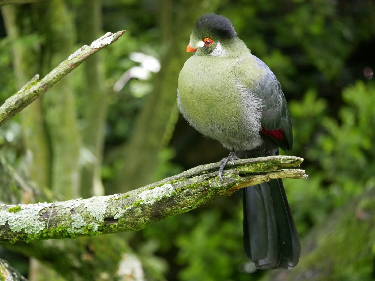 White-cheeked turaco (Menelikornis leucotis)