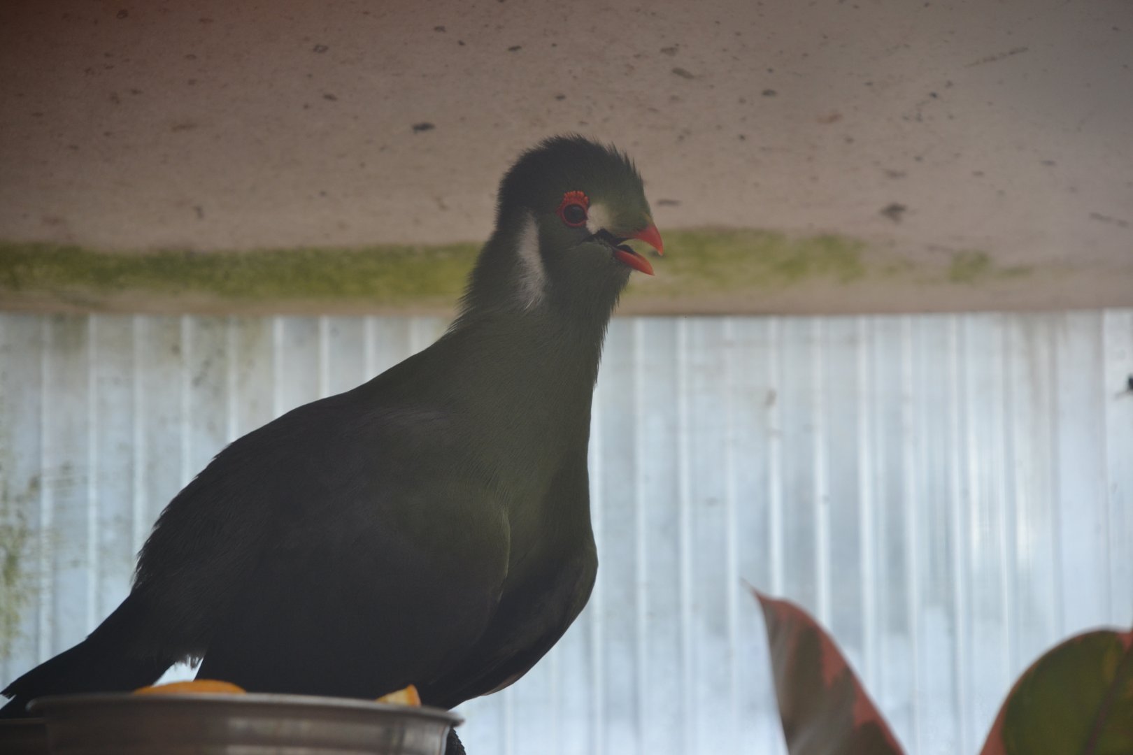 White-cheeked turaco (Nominate subspecies)