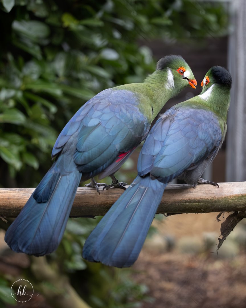 White-cheeked Turaco pair/ Hamerton / 26-3-24