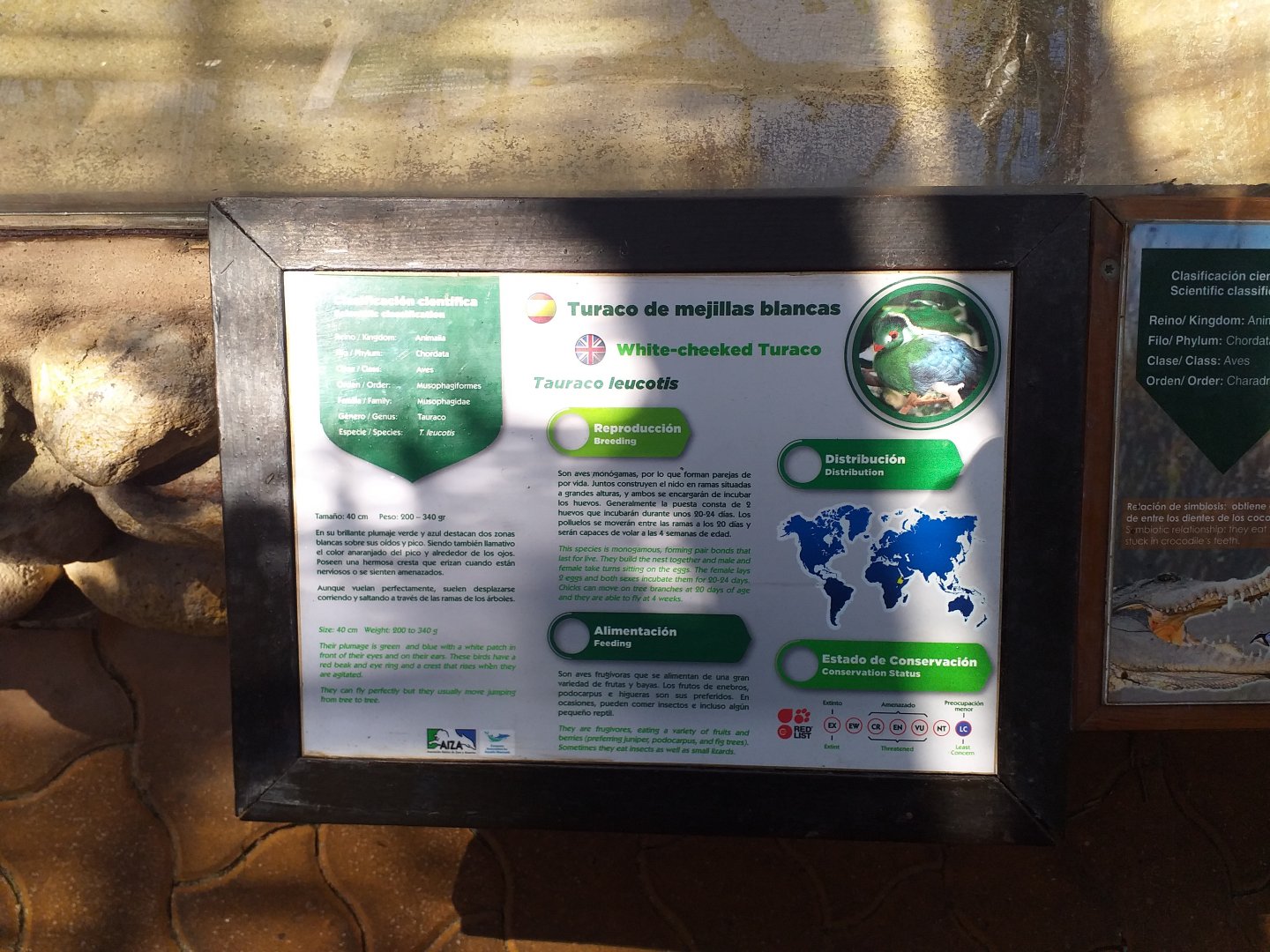 White-cheeked turaco sign -MundoMar Benidorm (2021)