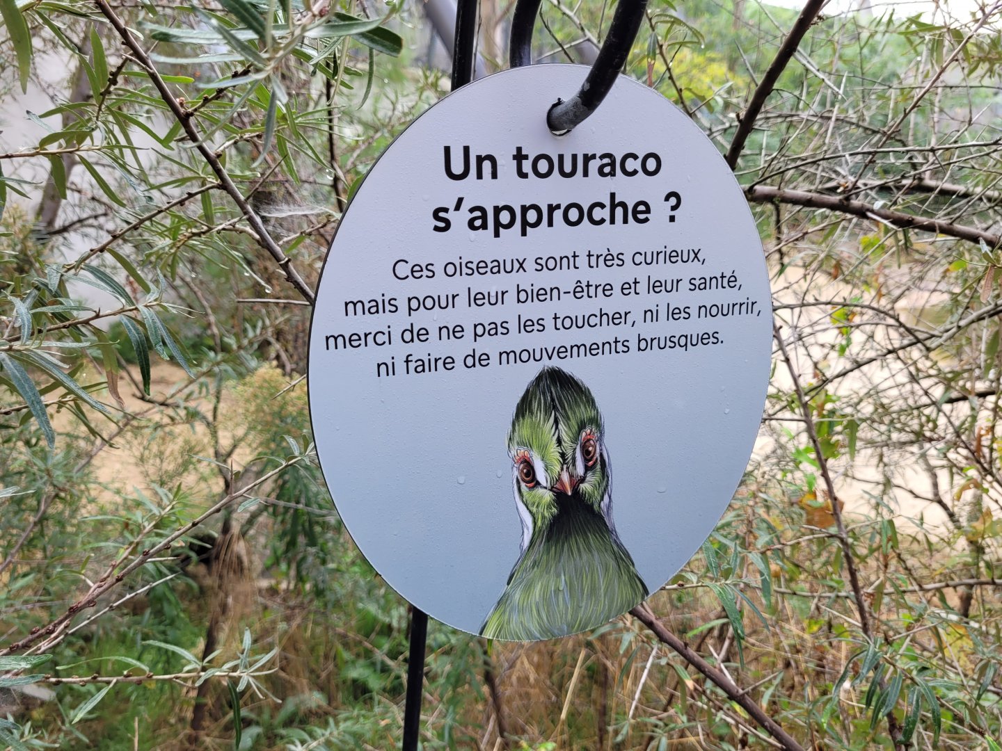 White-cheeked turaco sign -Parc Zoologique de Paris (2022)