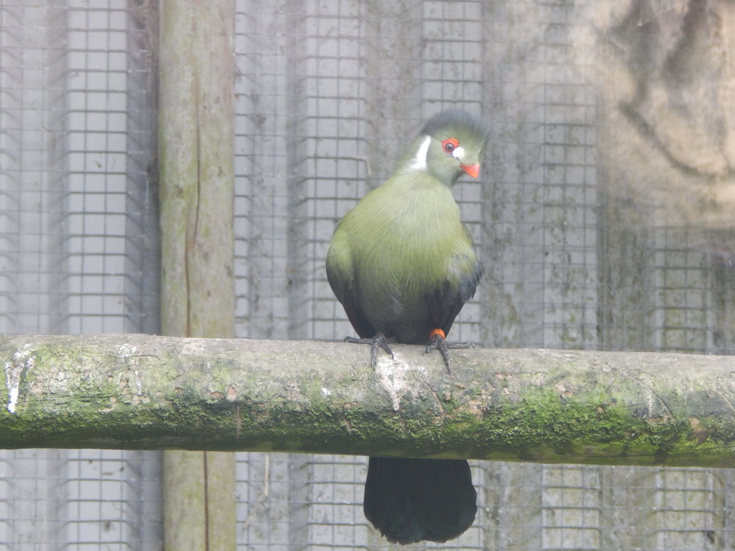 White-cheeked turaco (ssp. leucotis) 050625