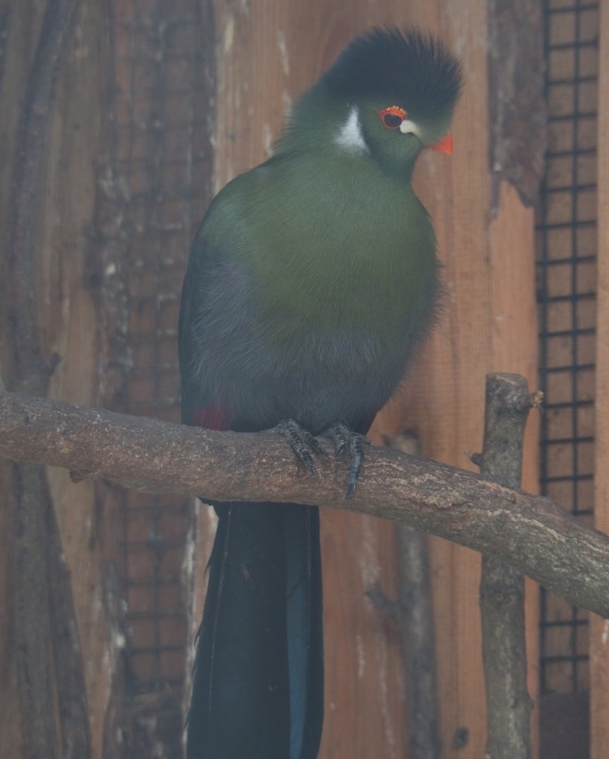 White-cheeked turaco (Tauraco leucotis leucotis), 2019-04-06
