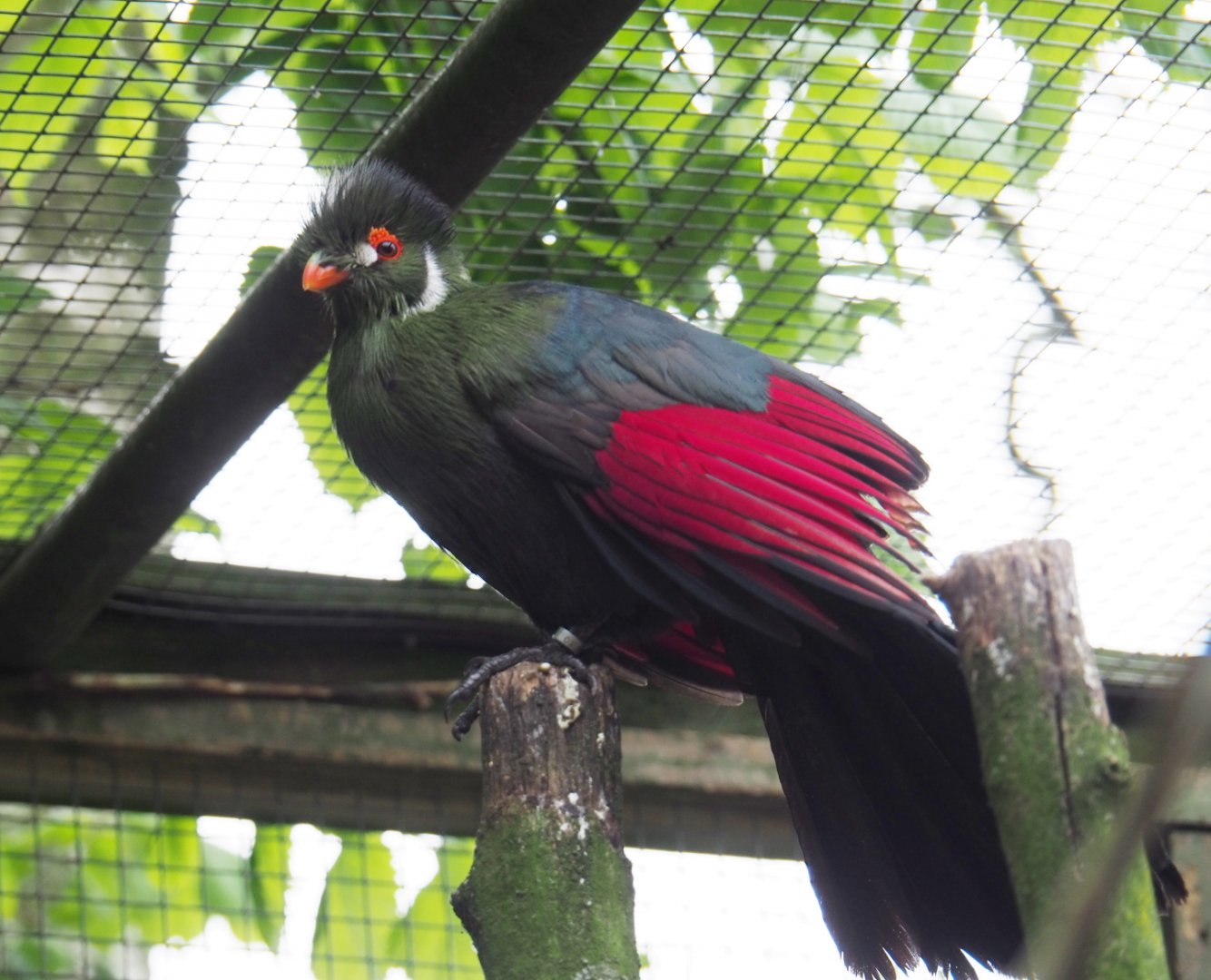 White-cheeked turaco (Tauraco leucotis leucotis), 2019-05-25