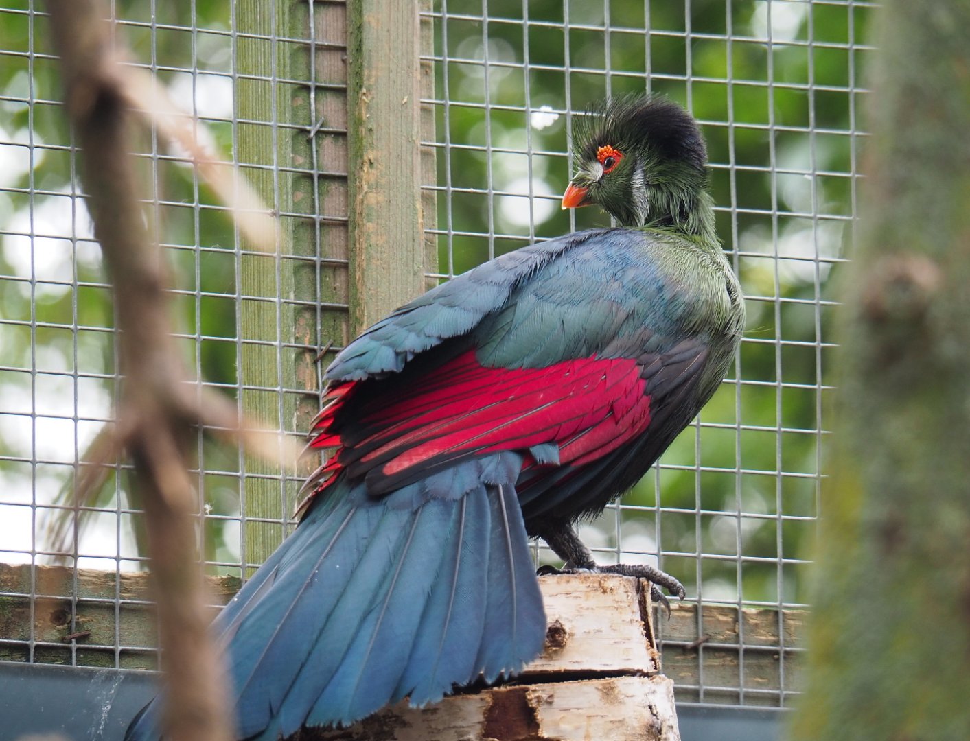 White-cheeked turaco (Tauraco leucotis leucotis), 2019-05-25