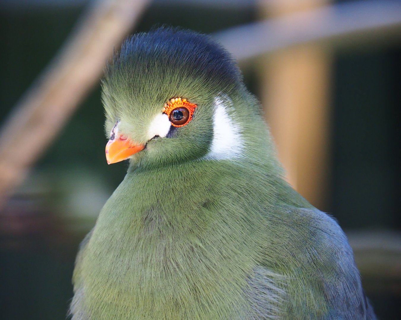 White-cheeked turaco (Tauraco leucotis leucotis), 2019-06-01