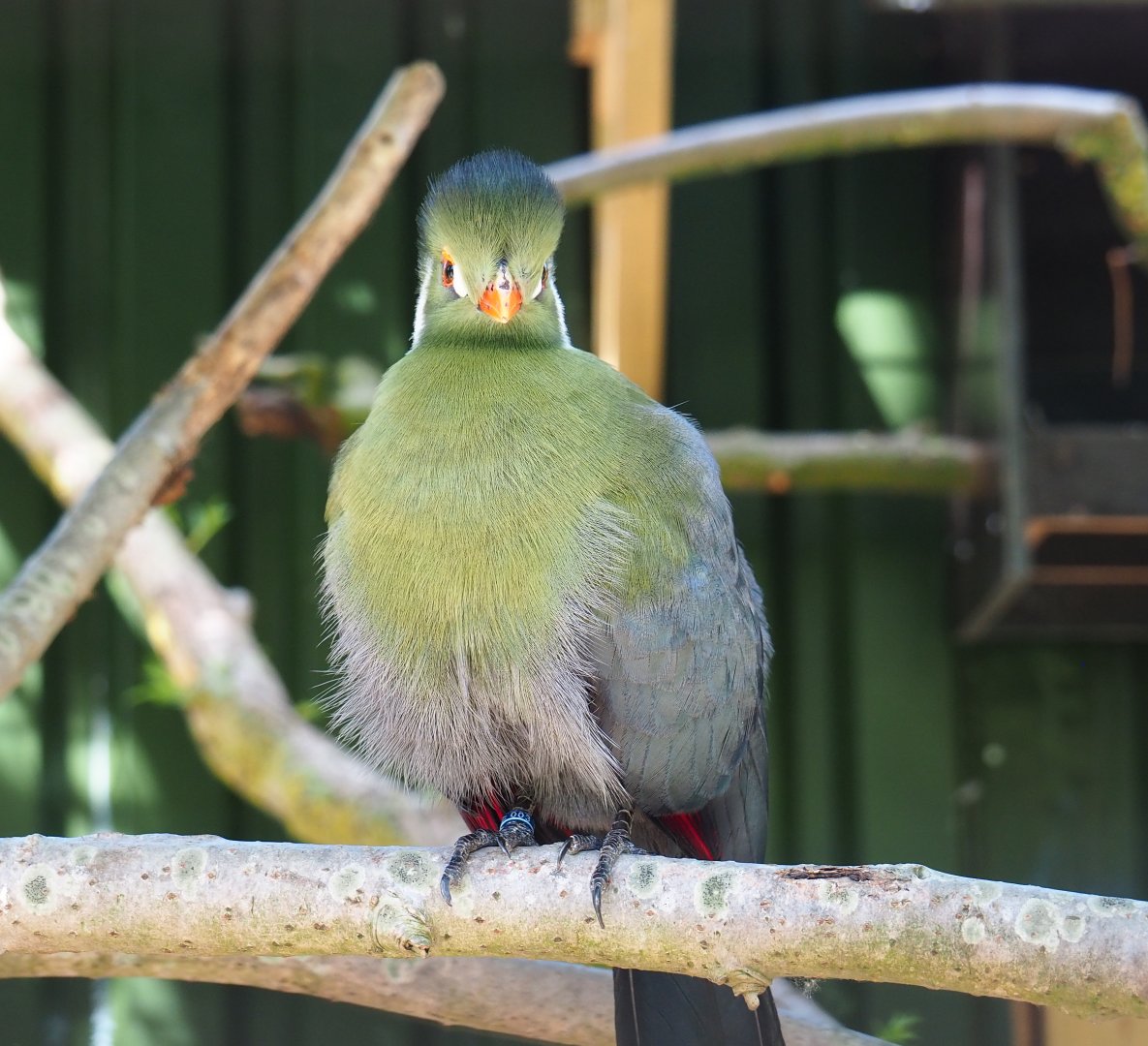 White-cheeked turaco (Tauraco leucotis leucotis), 2019-06-01