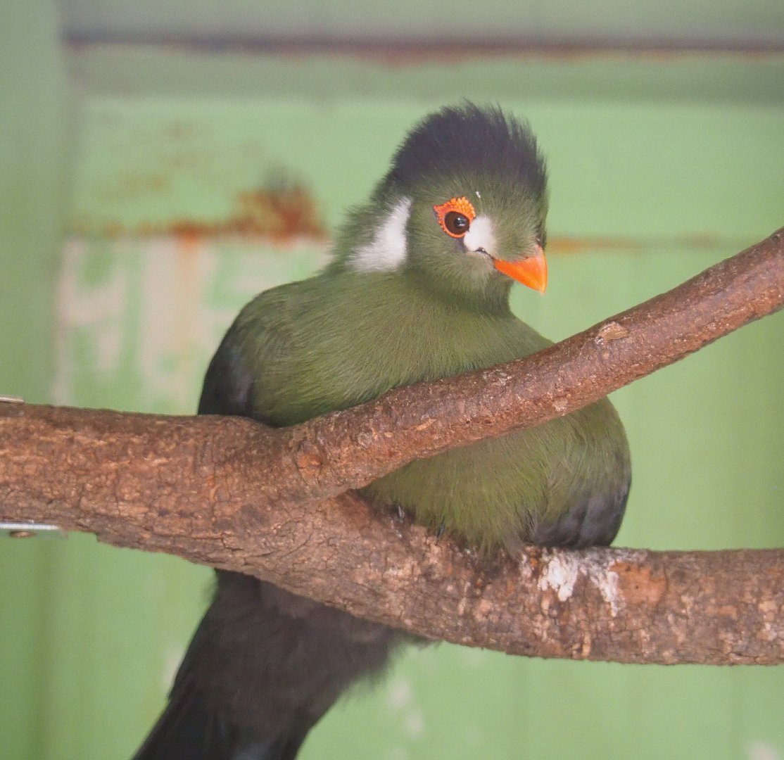 White-cheeked turaco (Tauraco leucotis leucotis), 2019-08-04