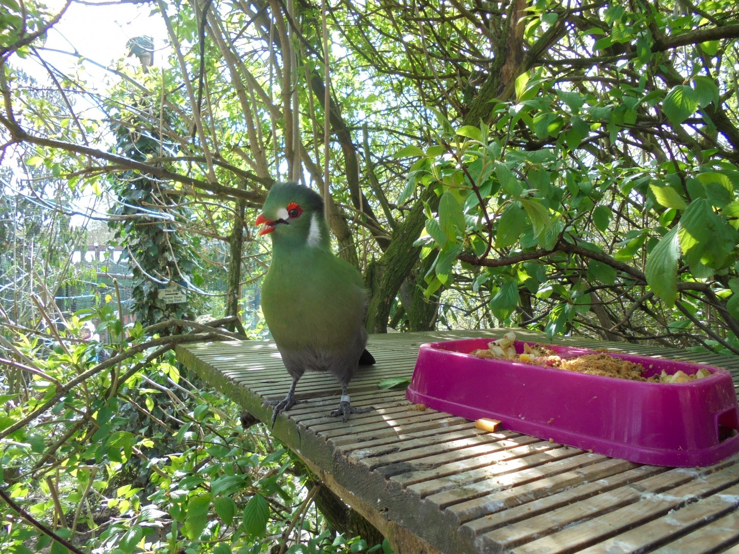 White-cheeked turaco (Tauraco leucotis leucotis)