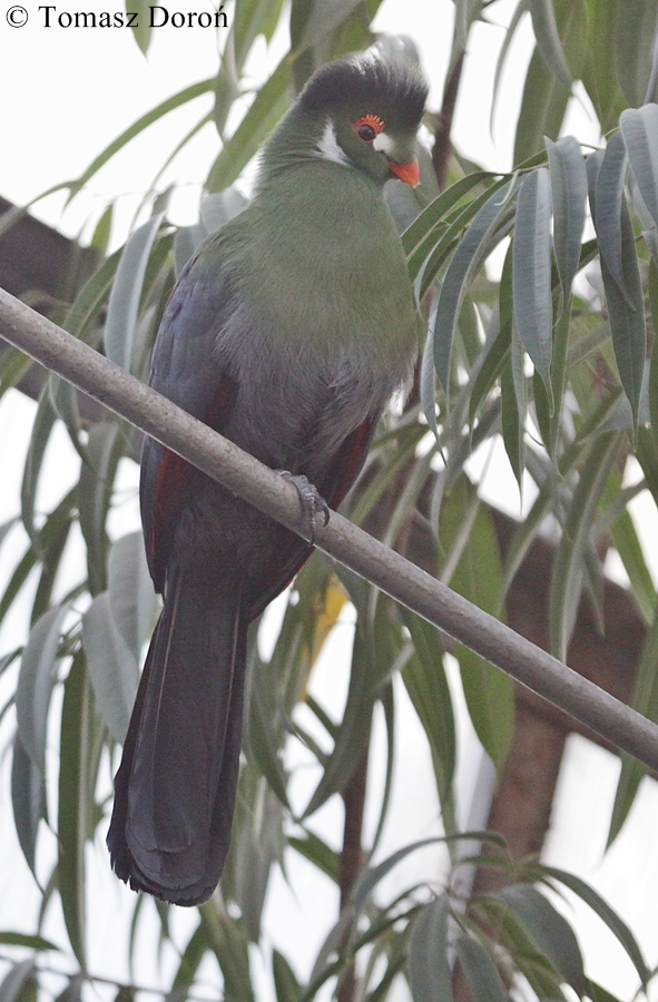White-cheeked Turaco (Tauraco leucotis)