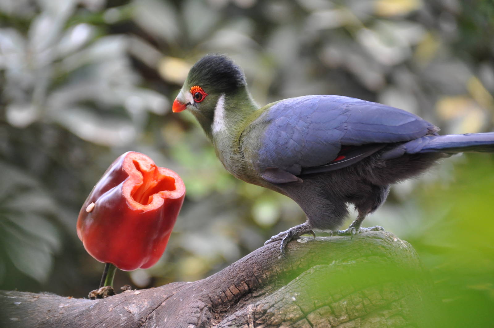 White-cheeked turaco/ Tauraco leucotis