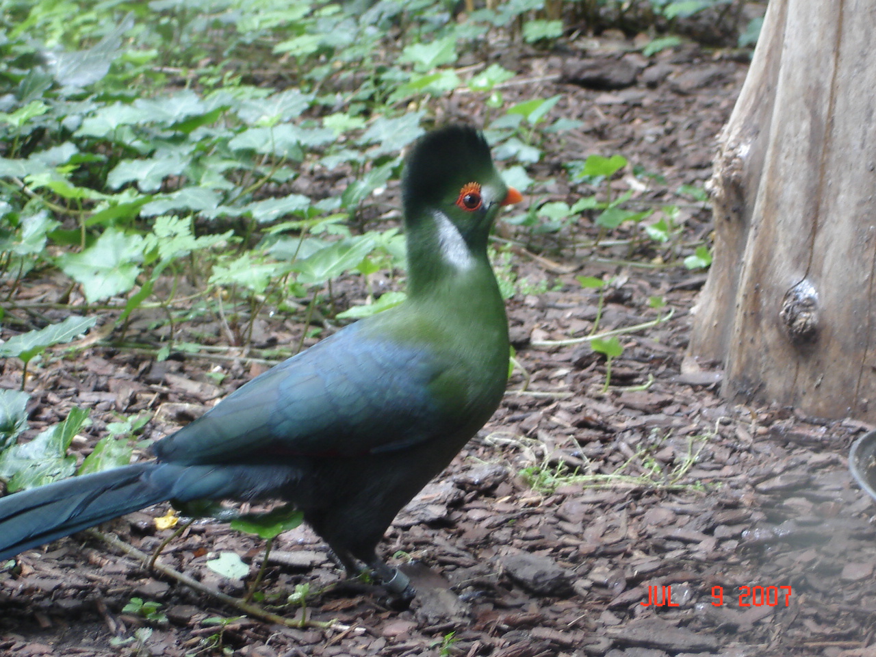 White-cheeked Turaco - Tauraco leucotis