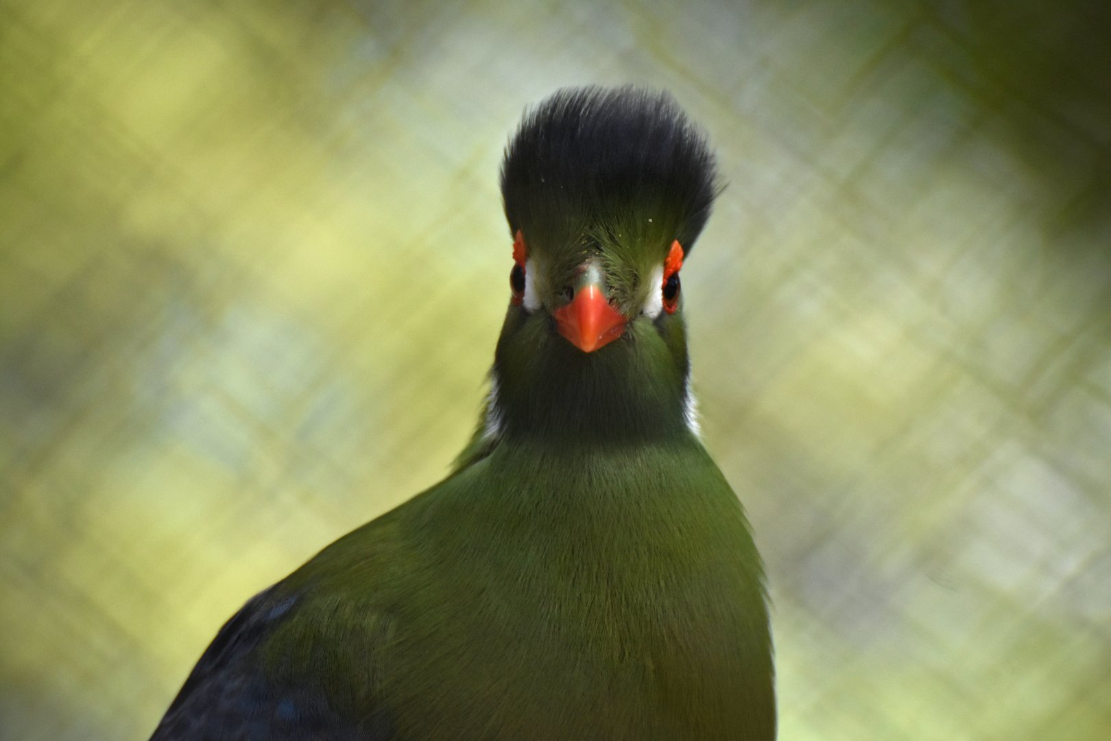 White-cheeked Turaco (Tauraco leucotis)