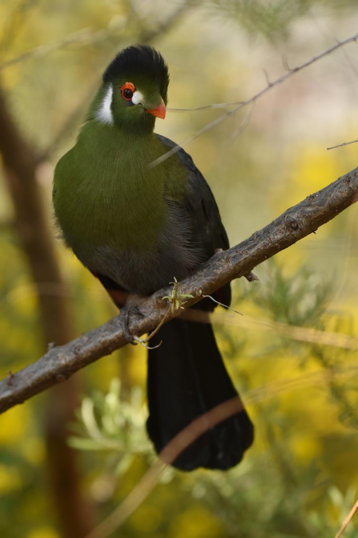 White-cheeked turaco (Tauraco leucotis)