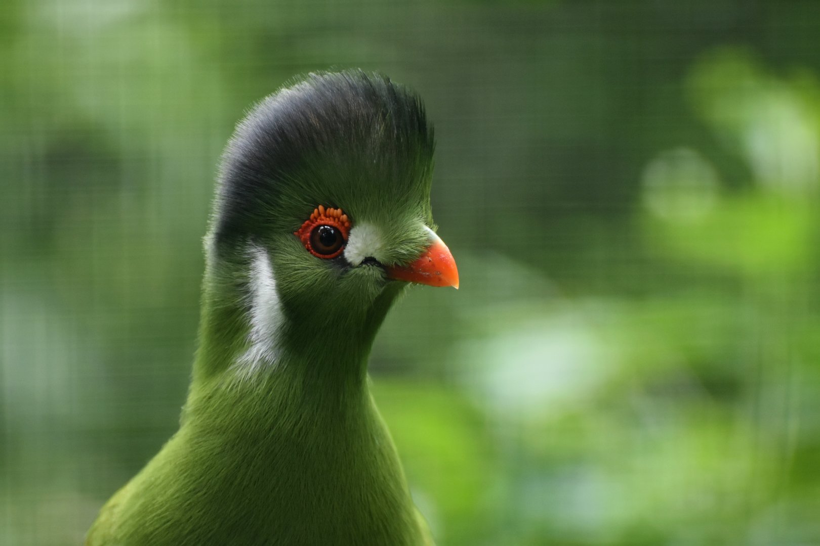 White-cheeked Turaco Tauraco leucotis