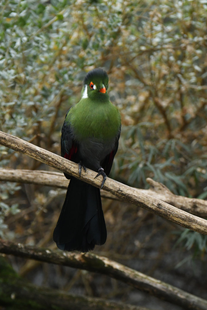 White-cheeked turaco (Tauraco leucotis)