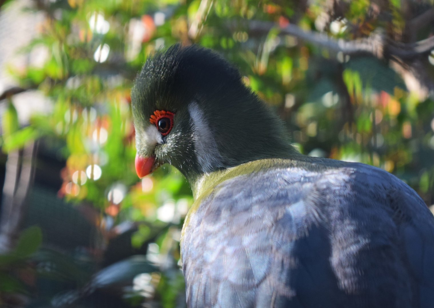 White-cheeked Turaco (Tauraco leucotis)