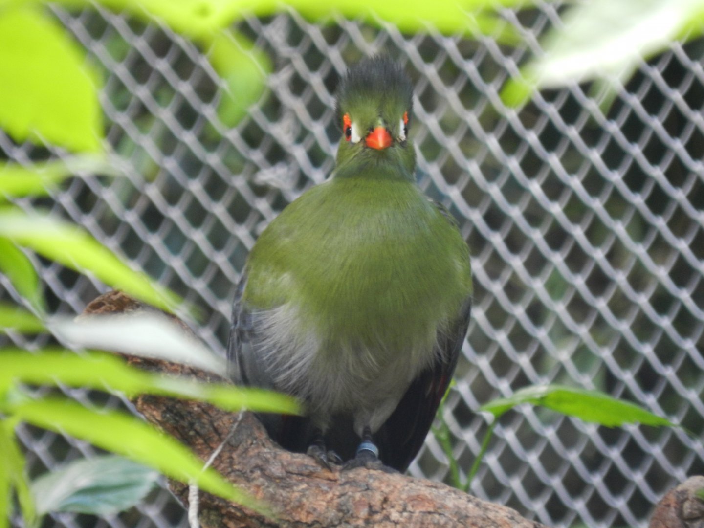 White-cheeked turaco (Walkthrough aviary) - Belo Horizonte zoo