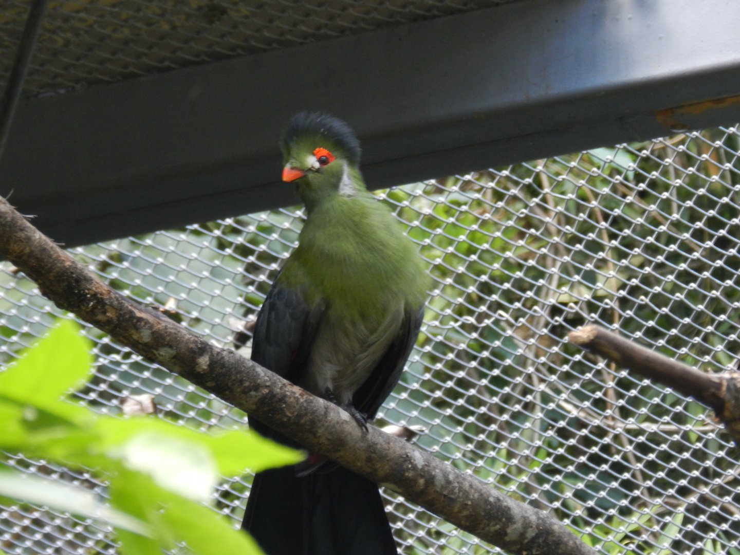 White-cheeked turaco (Walkthrough aviary) - Belo Horizonte zoo