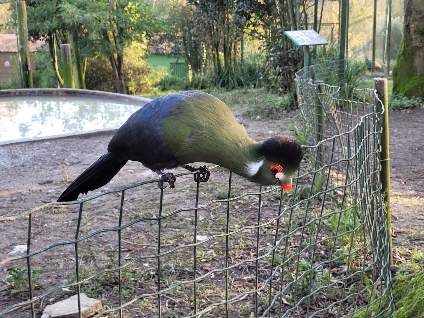 White-cheeked turaco -Zoo de Santillana del Mar (2023)
