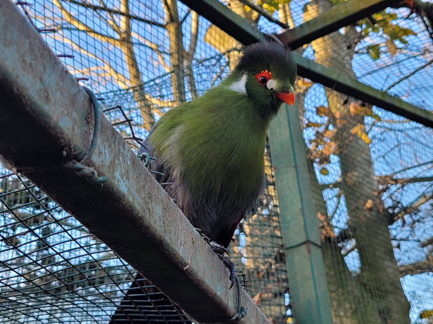 White-cheeked turaco -Zoo de Santillana del Mar (2023)