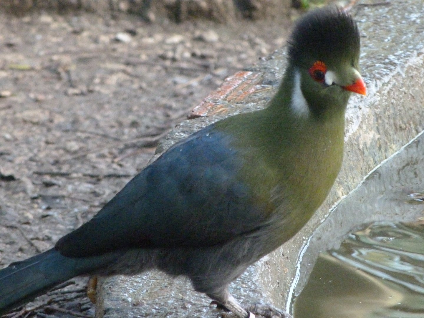 White-cheeked turaco -Zoo de Santillana del Mar (2024)