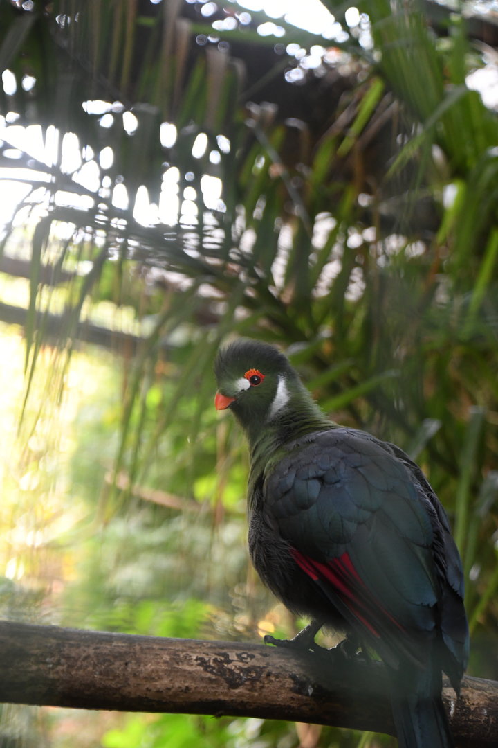 White-cheeked Turaco (Zoo Lourosa)