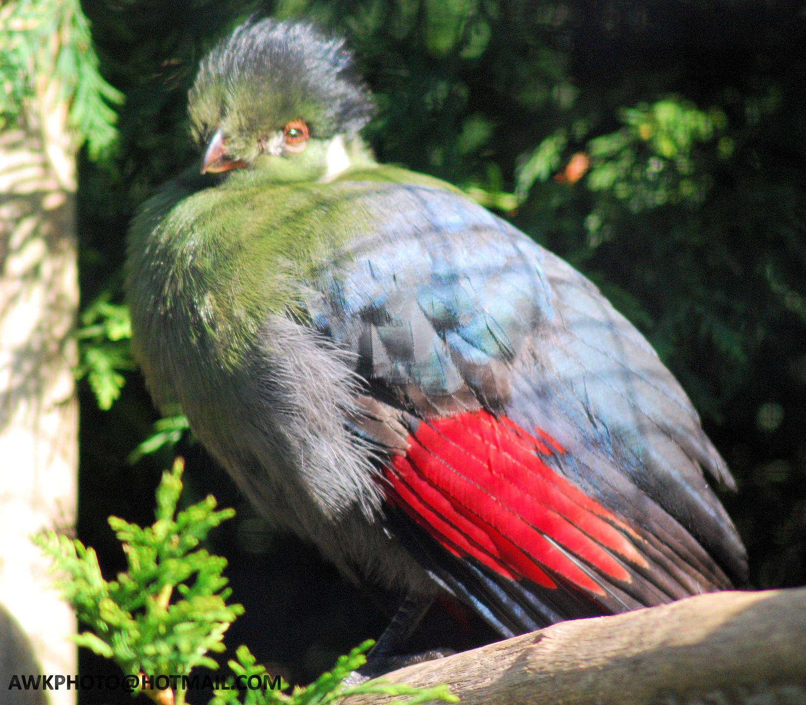 WHITE CHEEKED TURACO