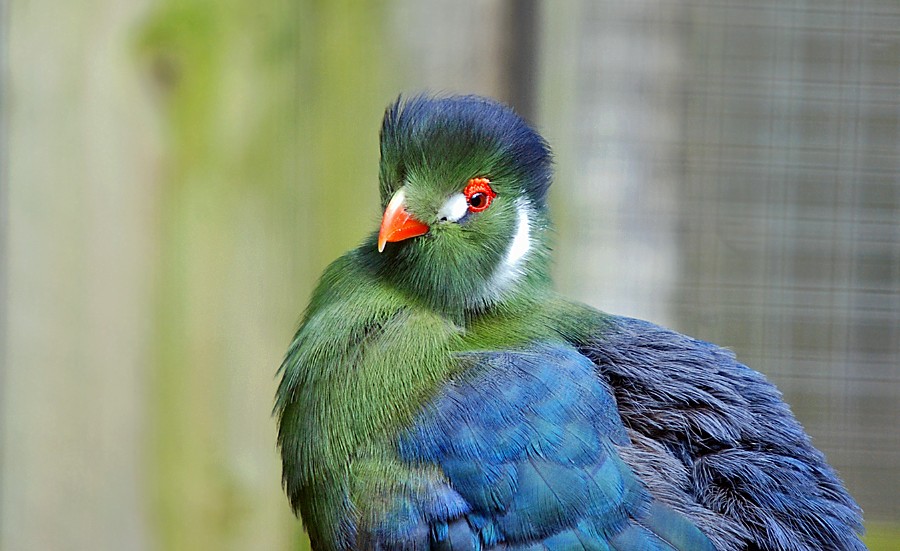 White Cheeked Turaco