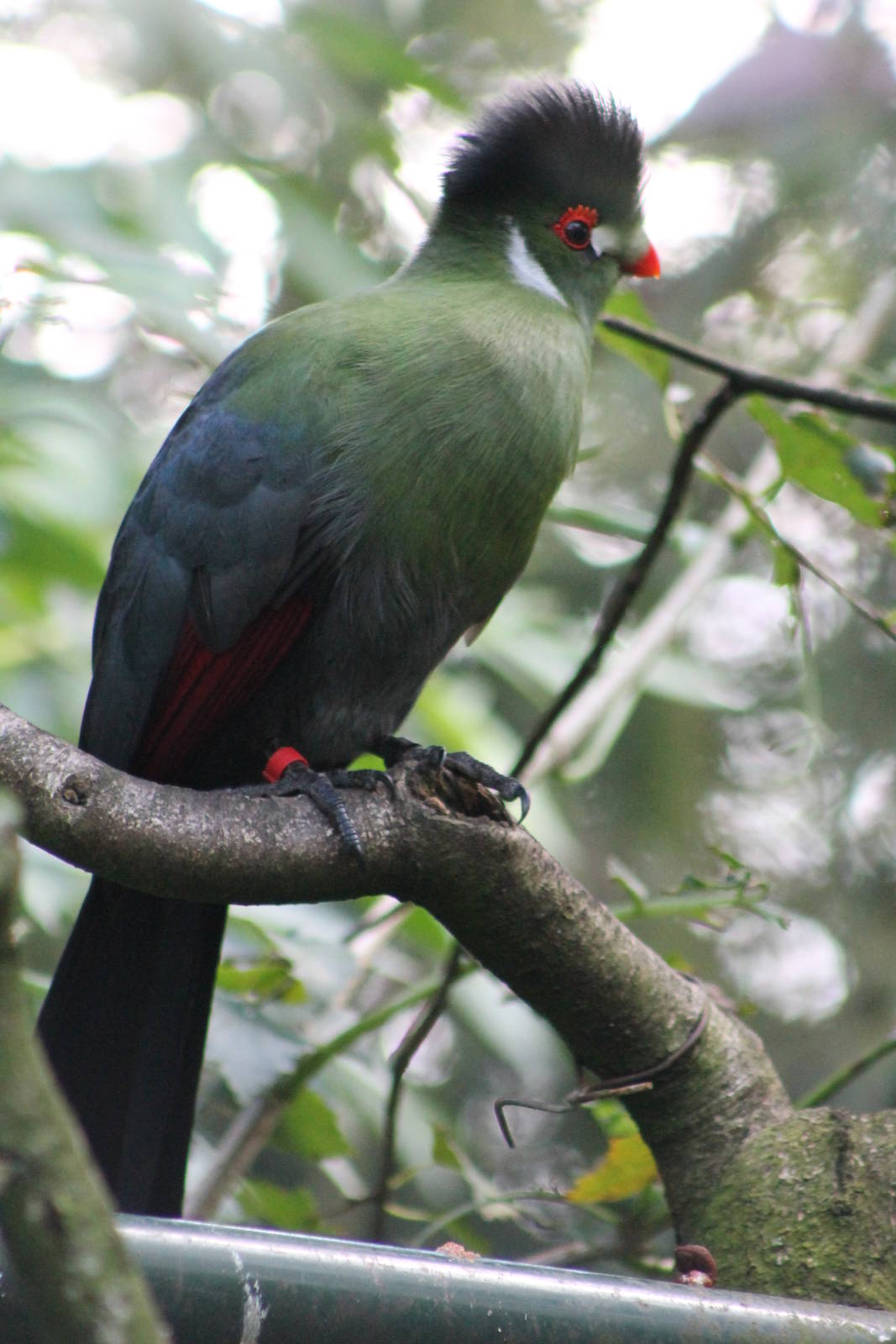 white-cheeked turaco