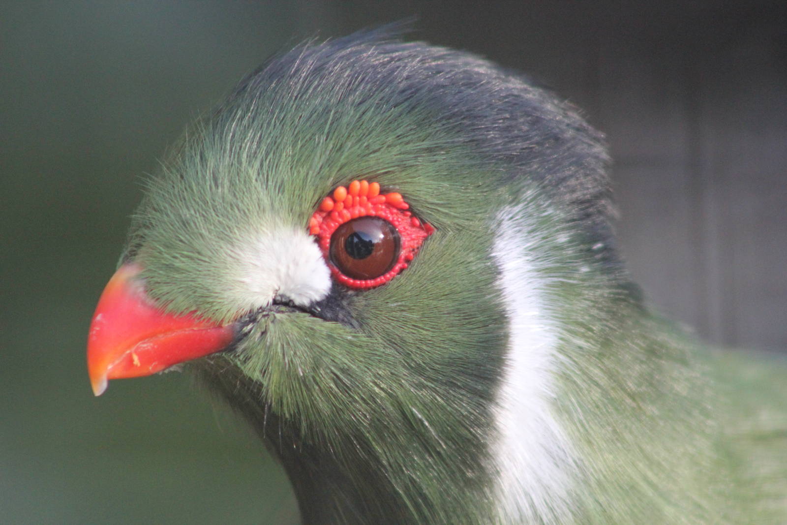 White-cheeked turaco