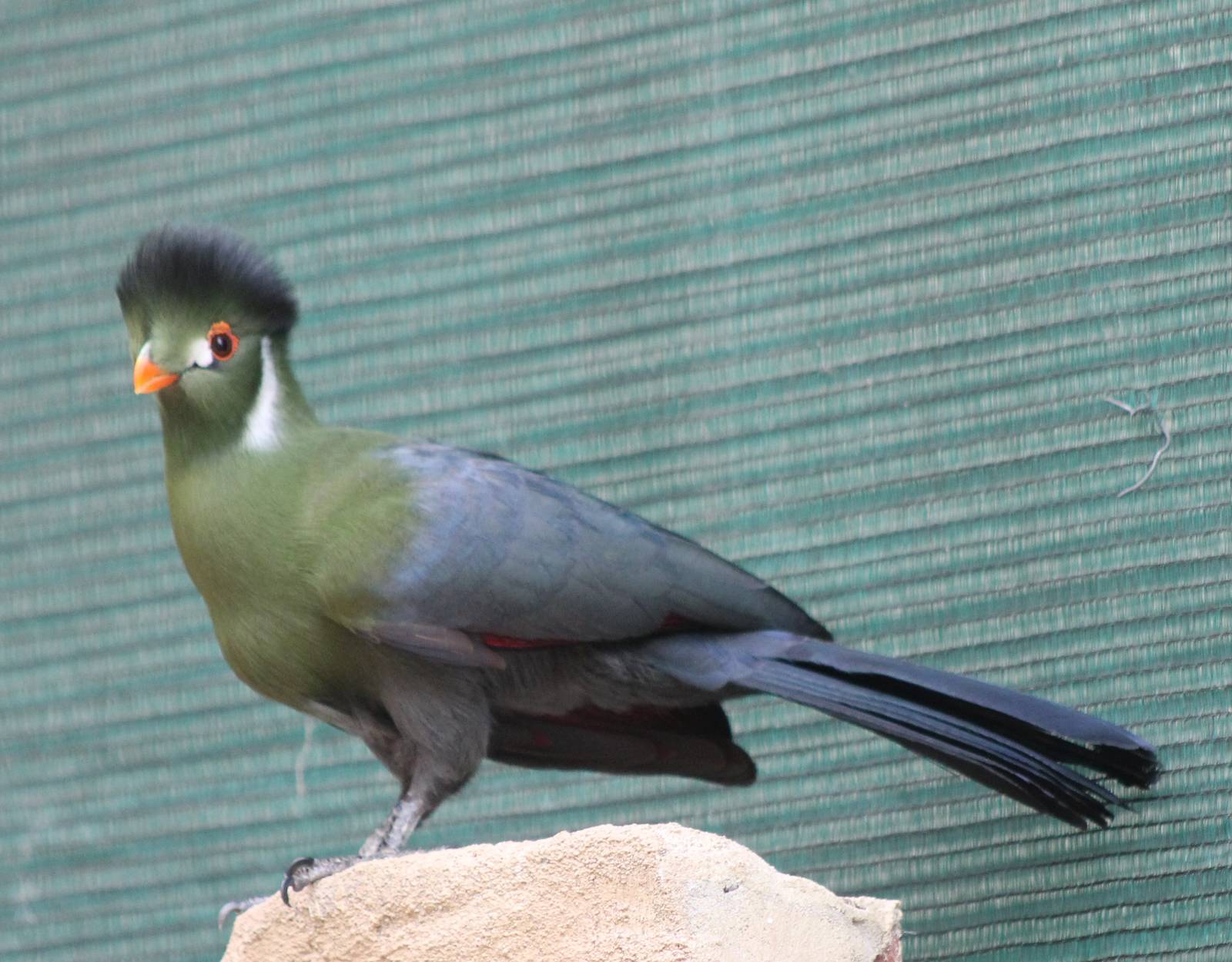 White-cheeked turaco