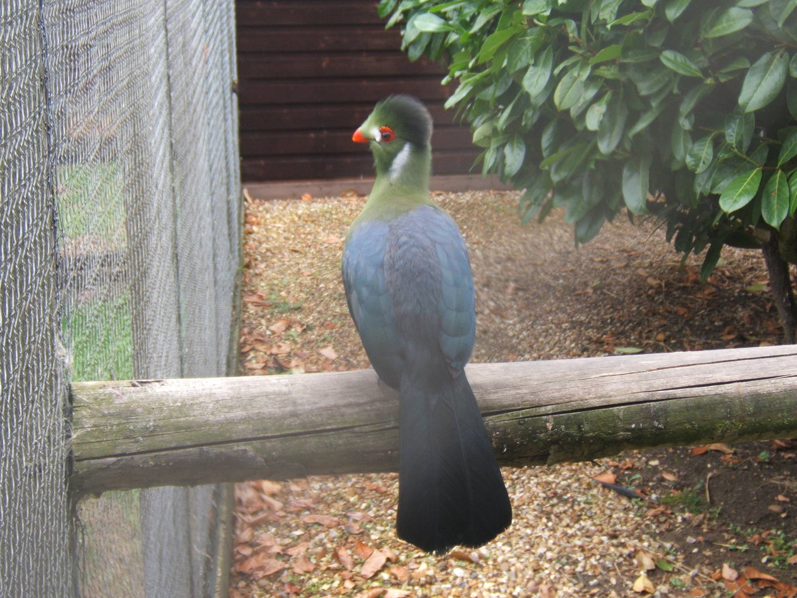 White-cheeked Turaco