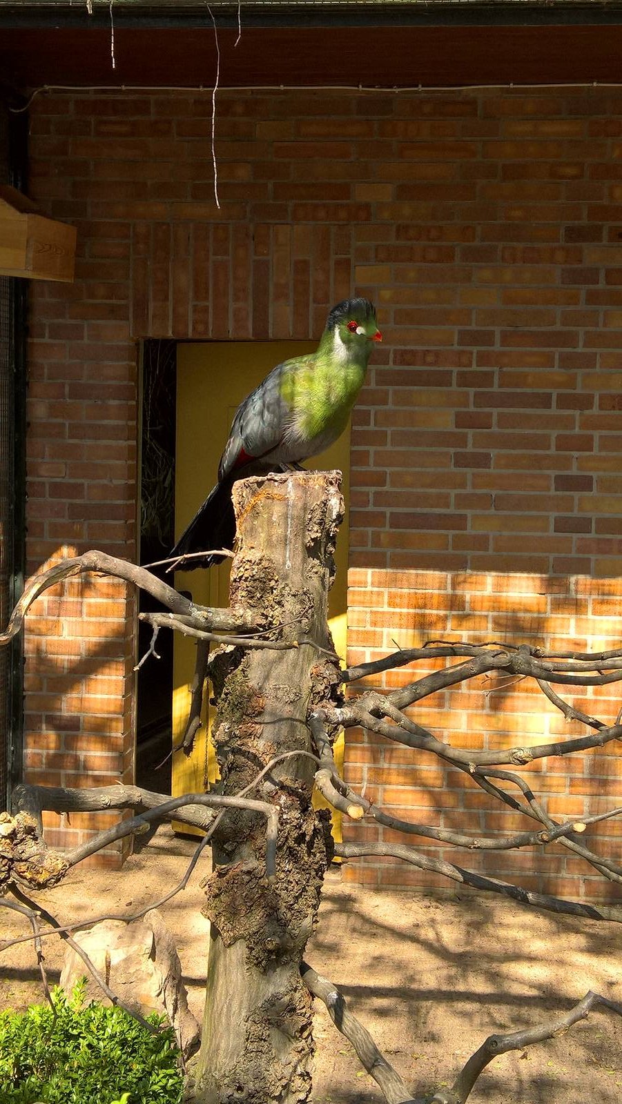 White-cheeked turaco