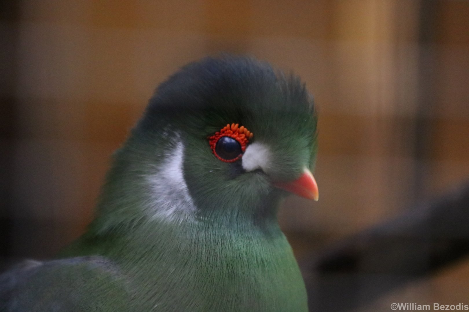 White-cheeked Turaco