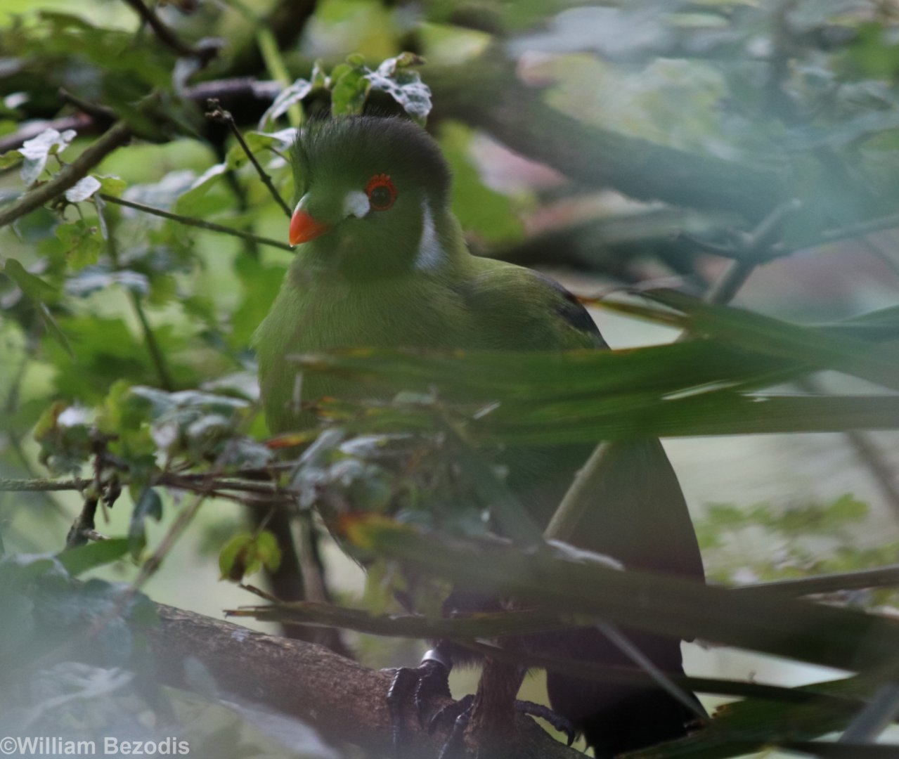 White-cheeked Turaco