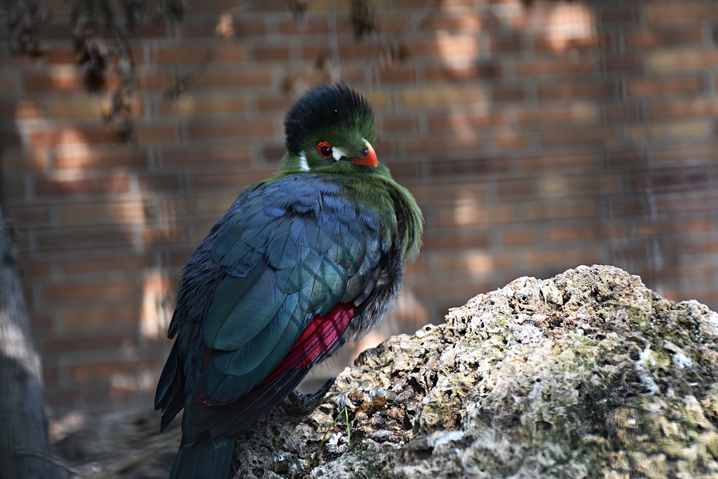 White-cheeked Turaco