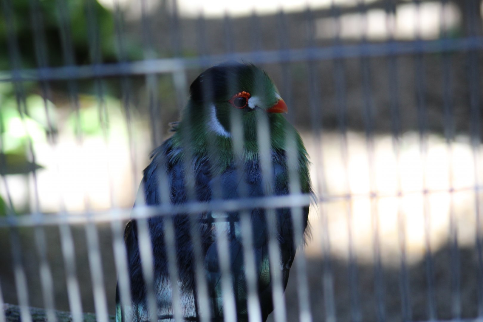 White-Cheeked Turaco