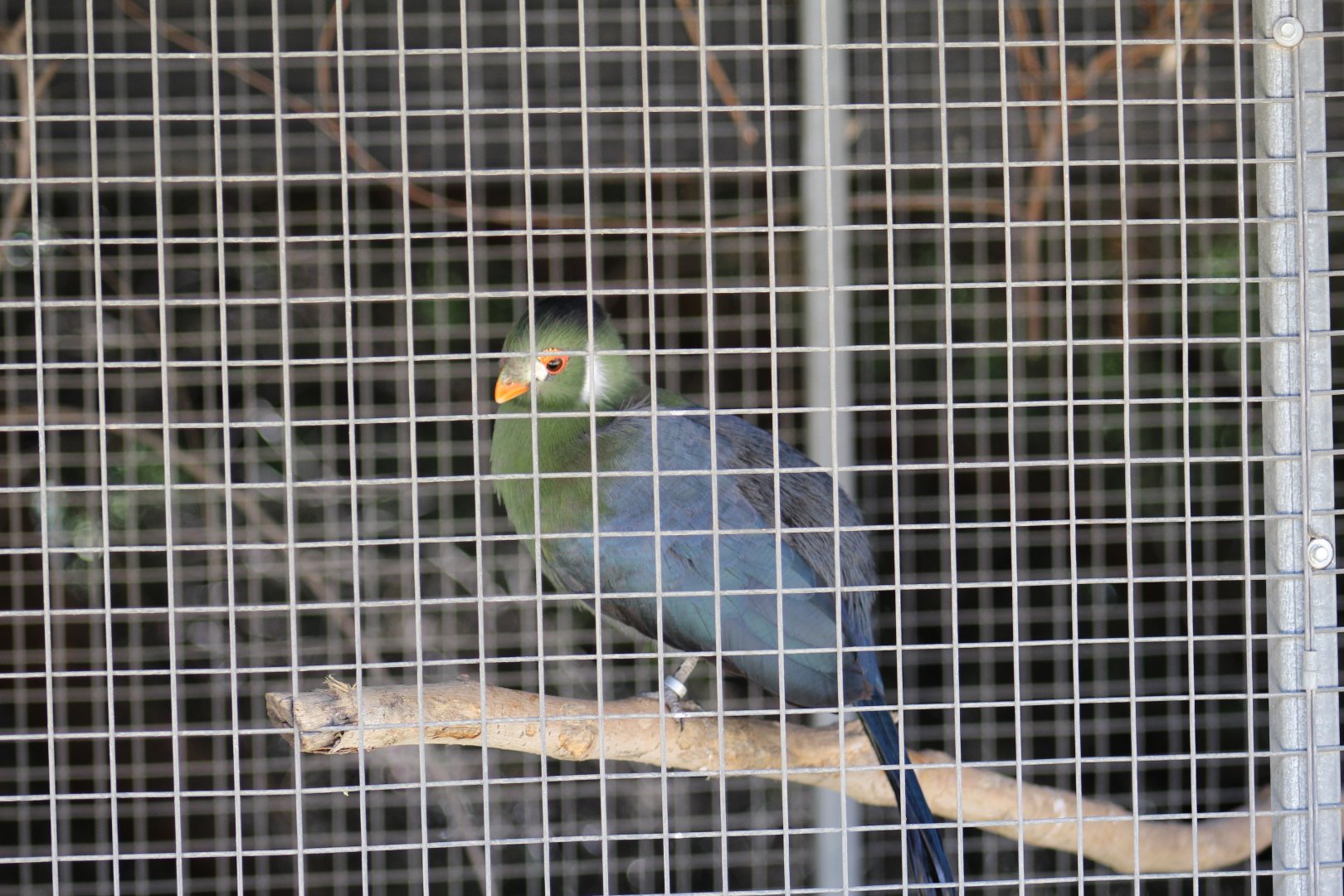 White-Cheeked Turaco