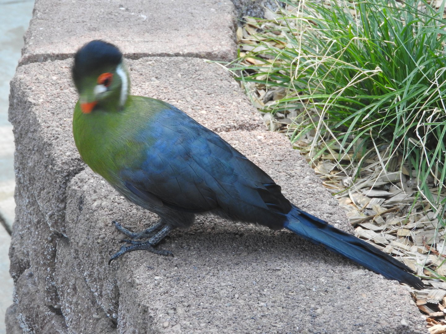 White-cheeked Turaco
